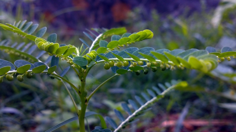 Bhumyamalaki — Phyllanthus niruri