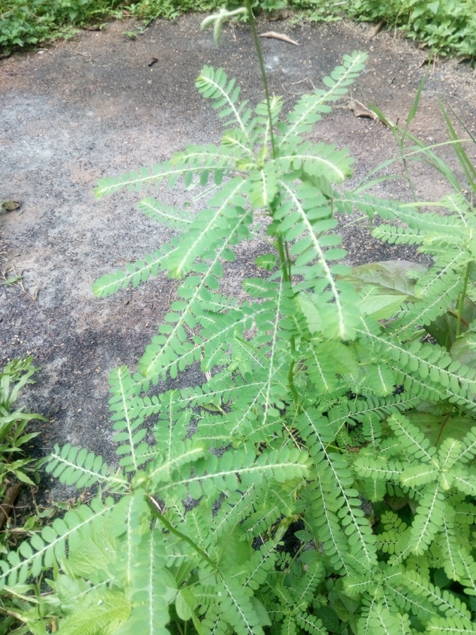 Bhumyamalaki — Phyllanthus niruri growing wild. This caption replaces text imported from the photograph's uploader describing the plant as a liver tonic; see the safety section, which says plainly that jaundice is a symptom and not a diagnosis.