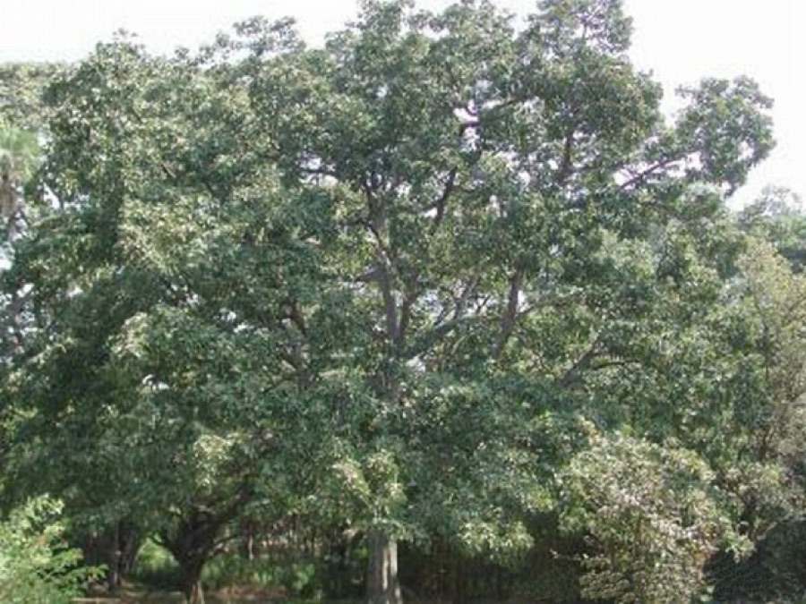 Bibhitaki — Terminalia bellirica