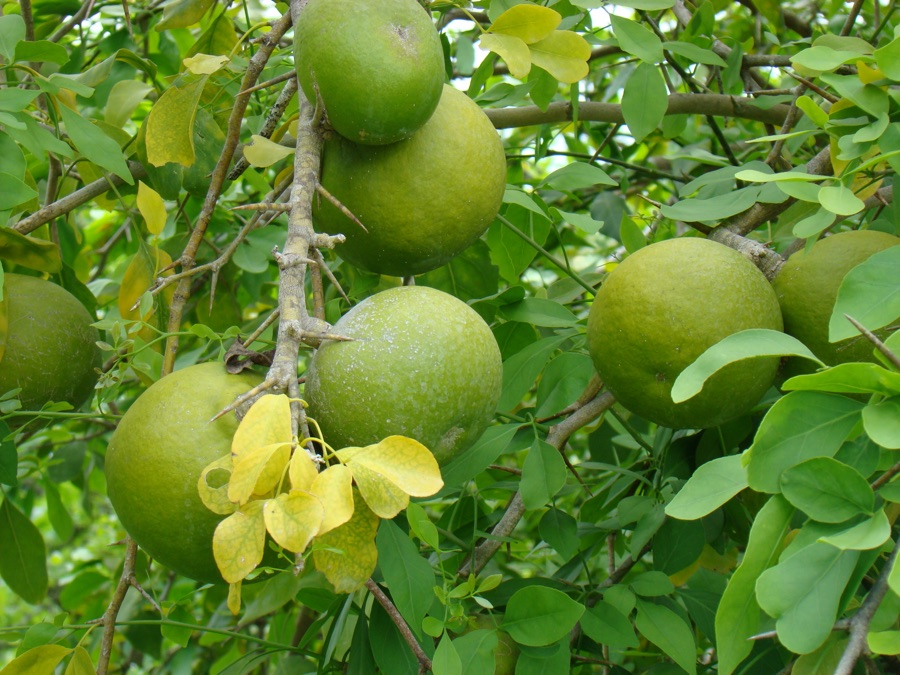 Bilva — Close-up of a cluster of large but unripe fruits hanging from a Bael (Aegle marmelos / Rutaceae) tree in the Fruit And Spice Park, Homestead, Florida. Note the long, deadly thorns.