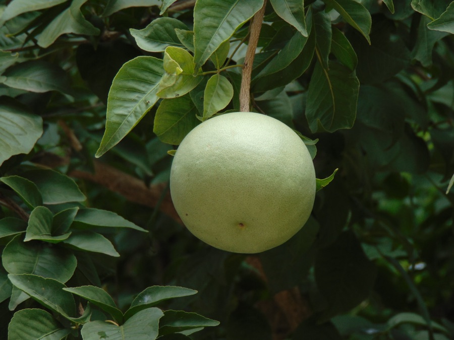Bilva — Ripening Bael fruit (Aegle marmelos)