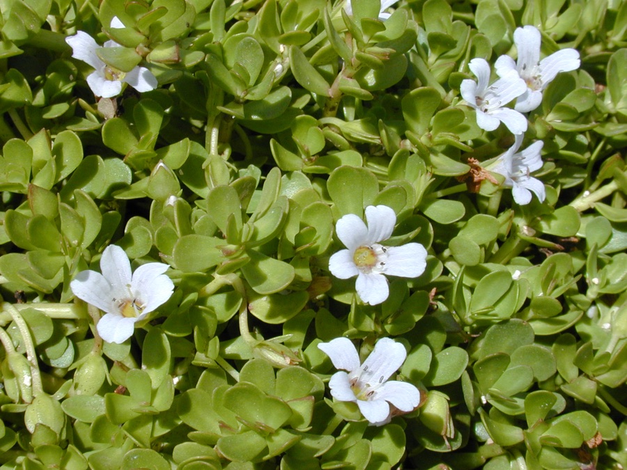 Brahmi — Bacopa monnieri (flowers and leaves). Location: Maui, Kanaha Beach, stream outlet