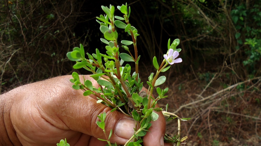 Brahmi — Bacopa monnieri (L.) Pennell