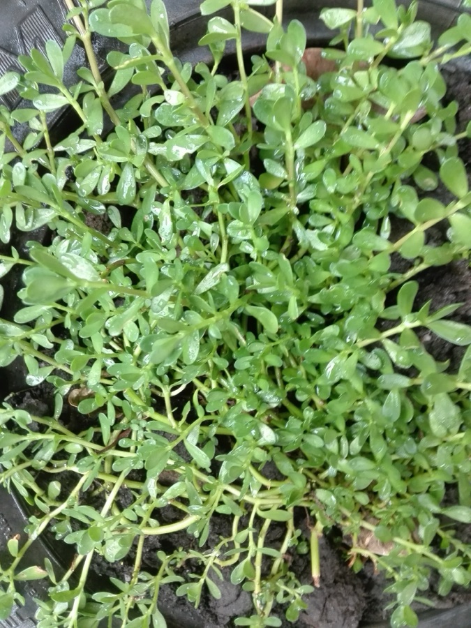 Brahmi — ব্ৰাহ্মী(Bacopa monnieri) জেকা মাটিত হয়। বগাই যায়। সোৱাদ অলপ তিতা।