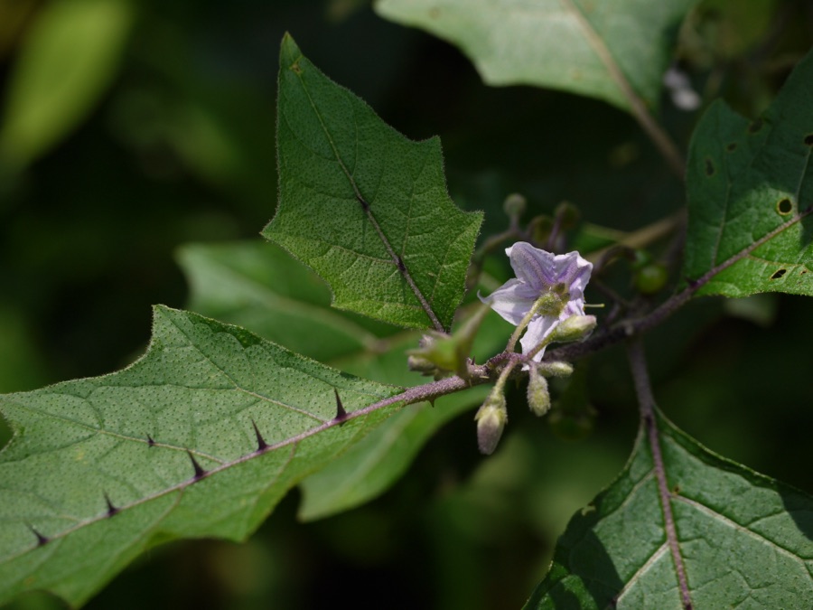 Brihati — Solanum anguivi
