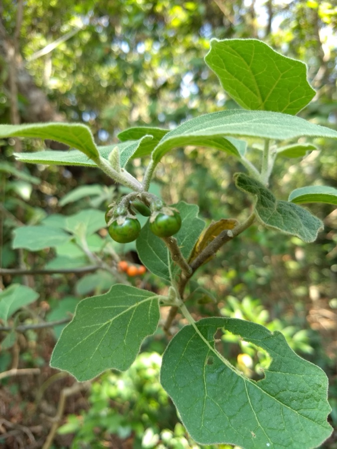 Brihati — Solanum anguivi - Forest Bitterberry. From Nelliyampathy