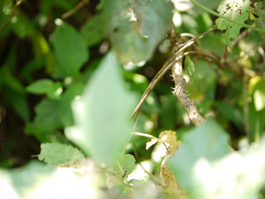 Brihati — Solanum anguivi