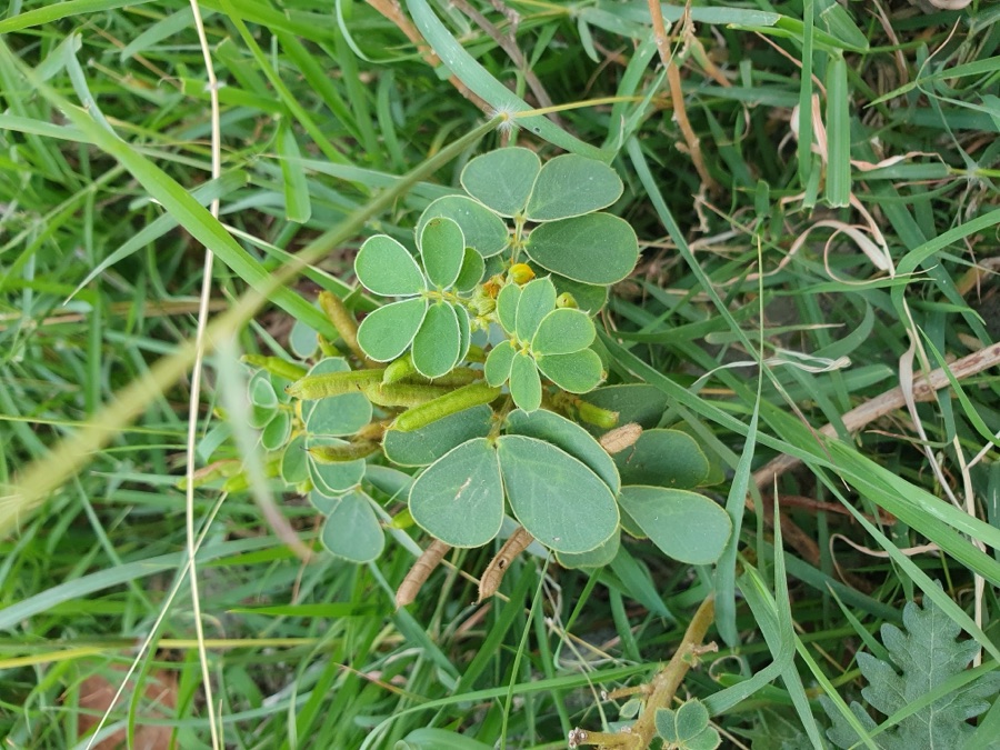 Chakramarda — this a young 'Senna Tora' plant captured in India