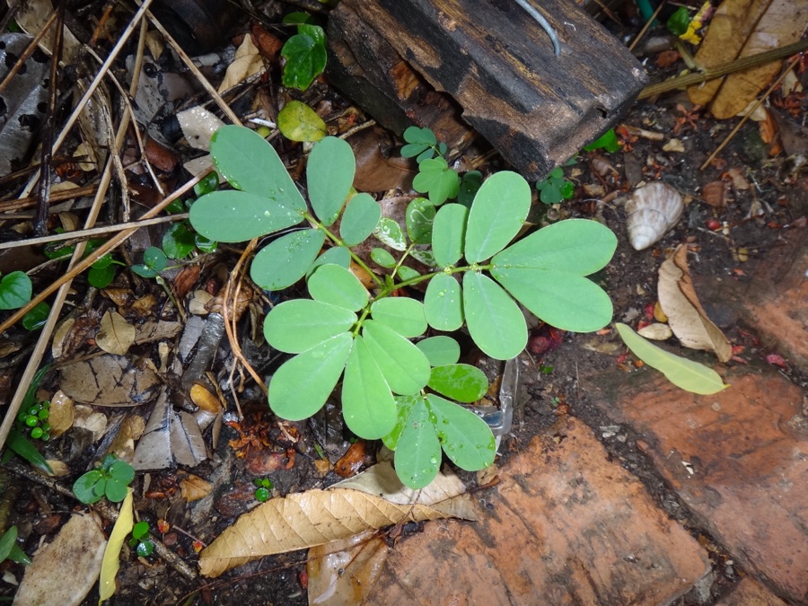Chakramarda — growing plant, about two weeks old