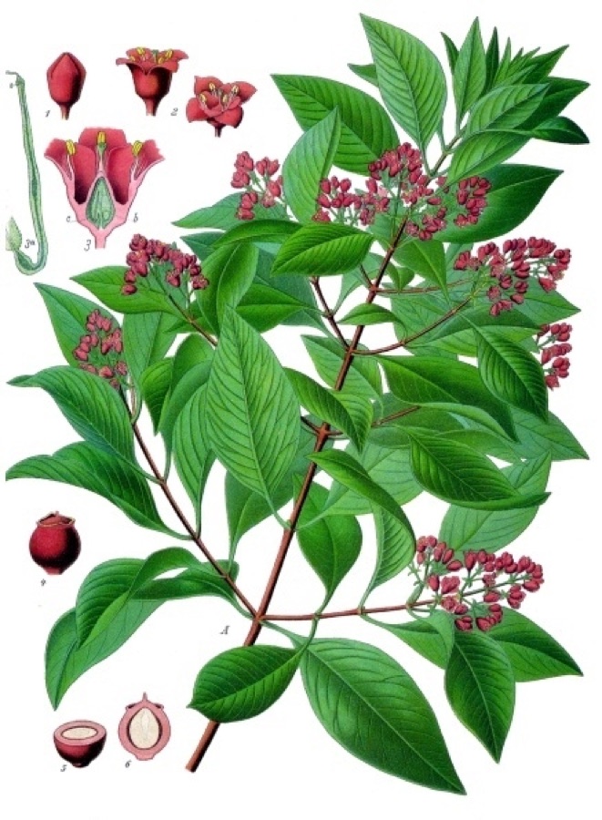 Chandana — Sandelholzbaum. A blühender Zweig. 1 Knospe; 2 geöffnete Blüten; 3 Blüte im Längsschnitt; 3a Ende des Embryosackes zur Zeit der Befruchtung; 4 Frucht; 5 dieselbe im Querschnitt; 6 dieselbe im Längsschnitt. A natürliche G