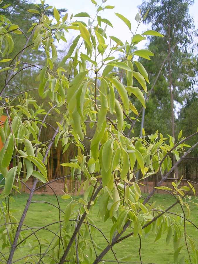 Chandana — Santalum album sapling from Karnataka India