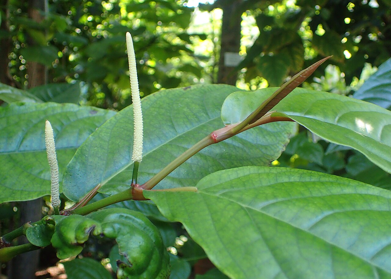 Chavya — Piper retrofractum in botanical garden in Kraków