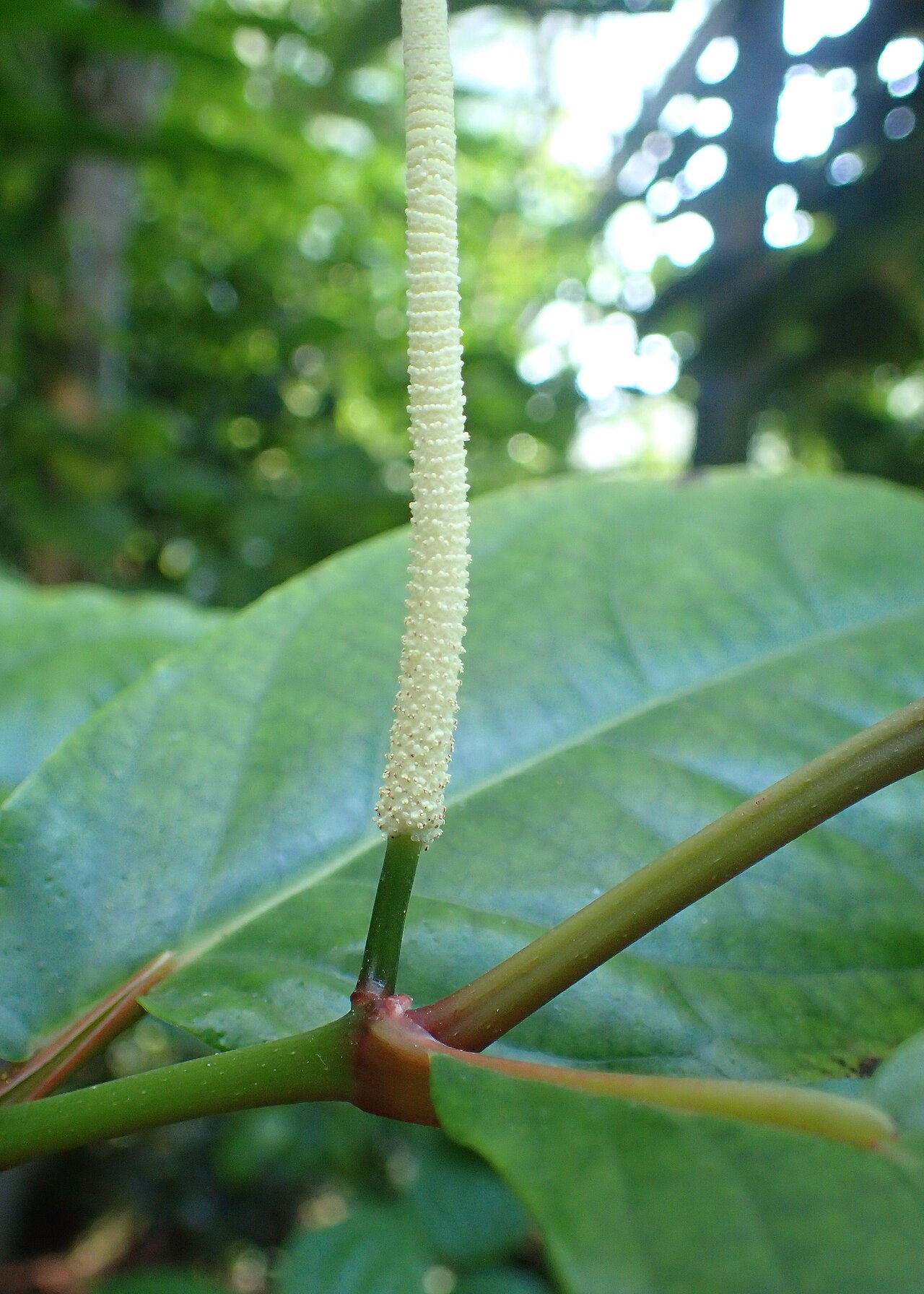 Chavya — Piper retrofractum in botanical garden in Kraków