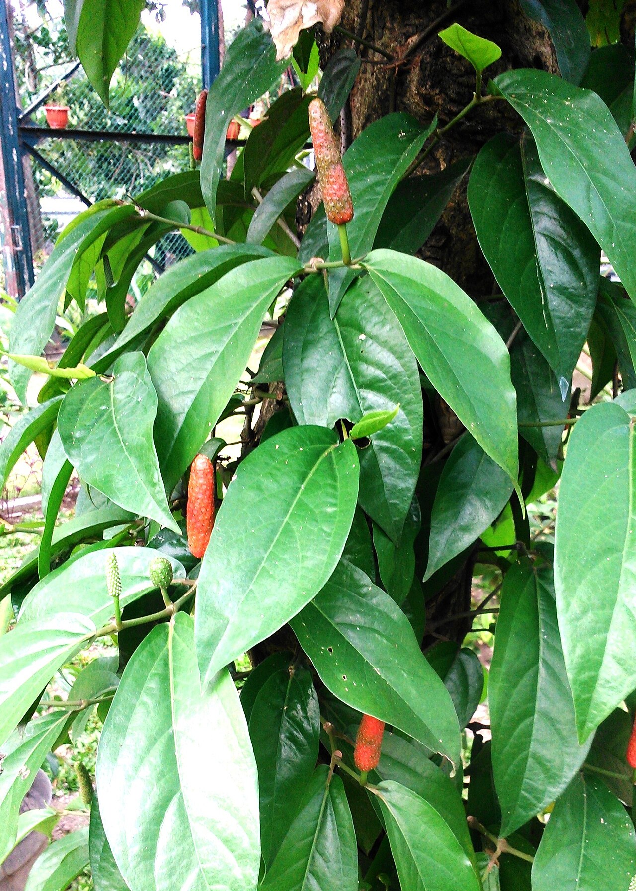 Chavya — Piper retrofractum ("cabe jawa") the garden of Fac. of Agriculture, Gadjah Mada Univ. Yogyakarta.