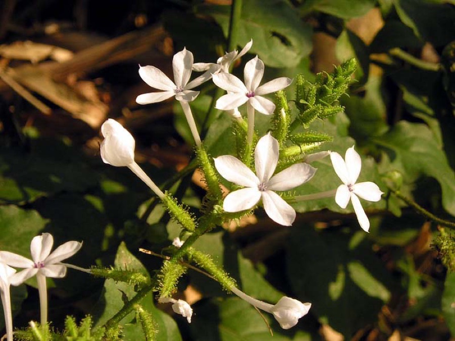 Chitraka — Plumbago zeylanica