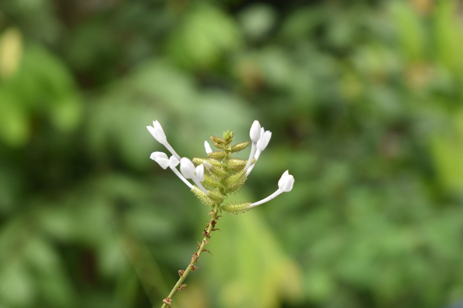 Chitraka — Plumbago zeylanica
