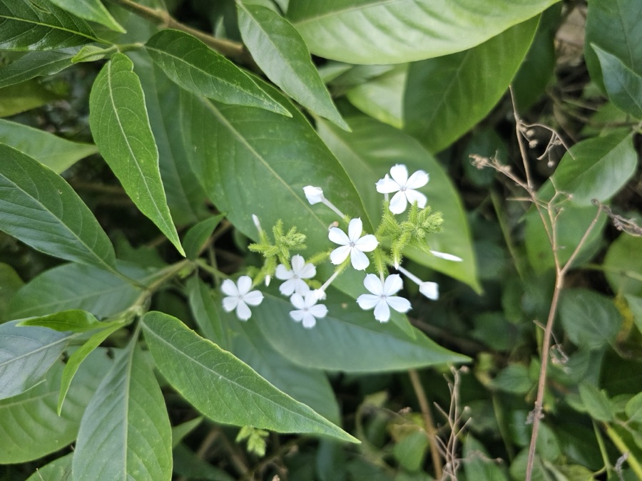 Chitraka — Plumbago zeylanica
