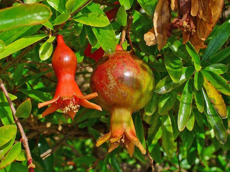 Dadima — Punica granatum, Lythraceae, Pomegranate, developing fruits. Botanical Garden Karlsruhe, Germany.