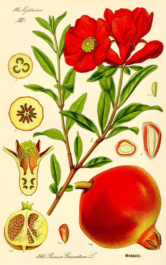 Dadima — Punica granatum L.