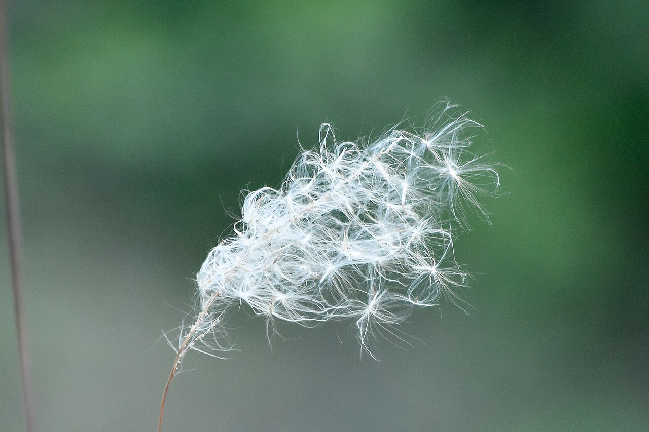 Darbha — Cogon or cotton wool grass (Imperata cylindrica), Arnehar, Mandi district, Himachal, India