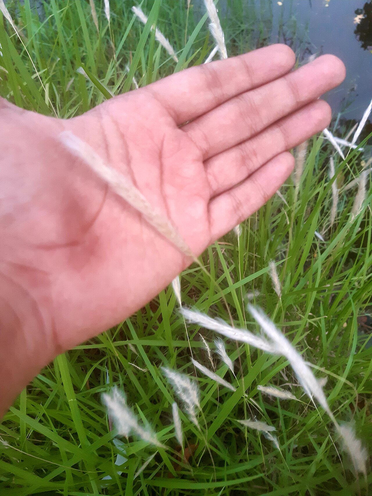Darbha — A flower of cogon grass (possibly Imperata cylindrica) kept on hand