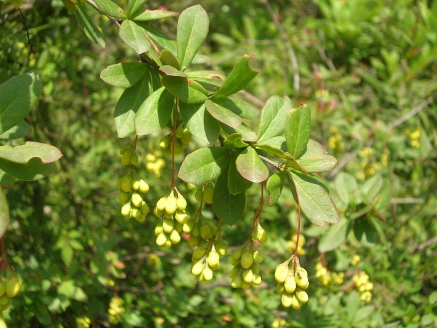 Daruharidra — Berberis aristata, Uttarakhand