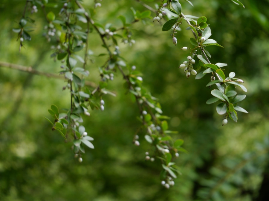 Daruharidra — Berberis aristata