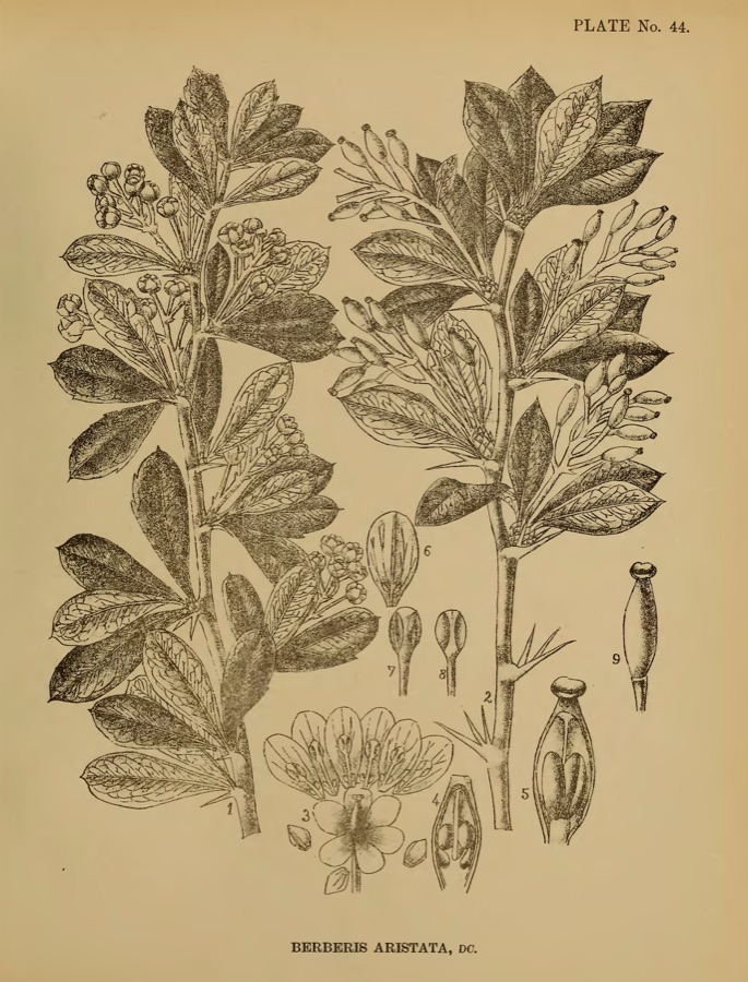 Daruharidra — The letters I.C.S. in title probably refer to "an able member of the Indian civil service," who assisted in the botanical description. cf. Pref., p. [v]-vi