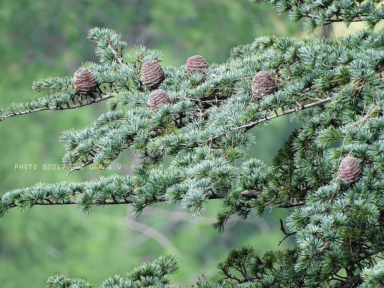 Devadaru — Mature female cones