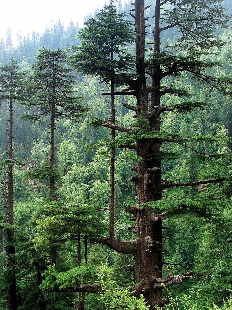 Devadaru — Old Cedrus deodara, Manali Wildlife Sanctuary, Himachal Pradesh, India; 2500m altitude.
