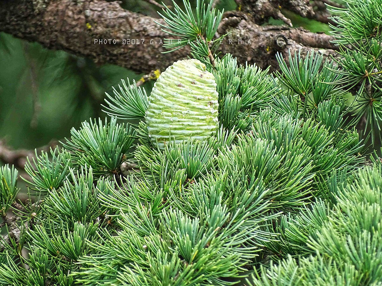 Devadaru — Immature female cone