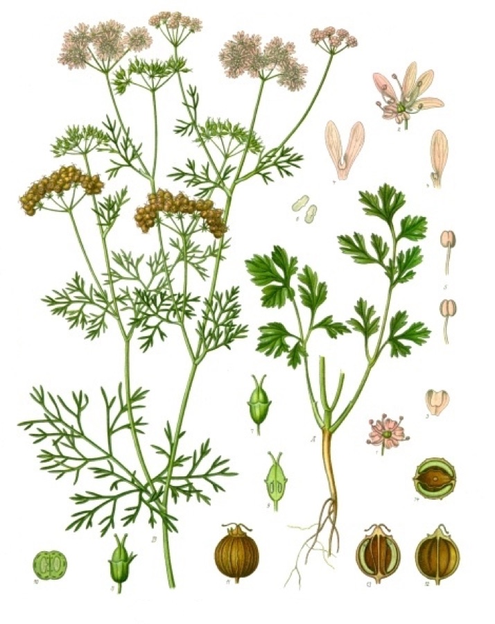 Dhanyaka — Echter Koriander. A B Pflanze in natürl. Grösse; 1 Scheibenblüthe, vergrössert; 2 Randblüthe, desgl.; 3 Kronblatt der Scheibenblüthe, desgl.; 4 Kronenblätter der Randblüthe, mittleres und seitliches, desgl.; 5 Staubgefäs