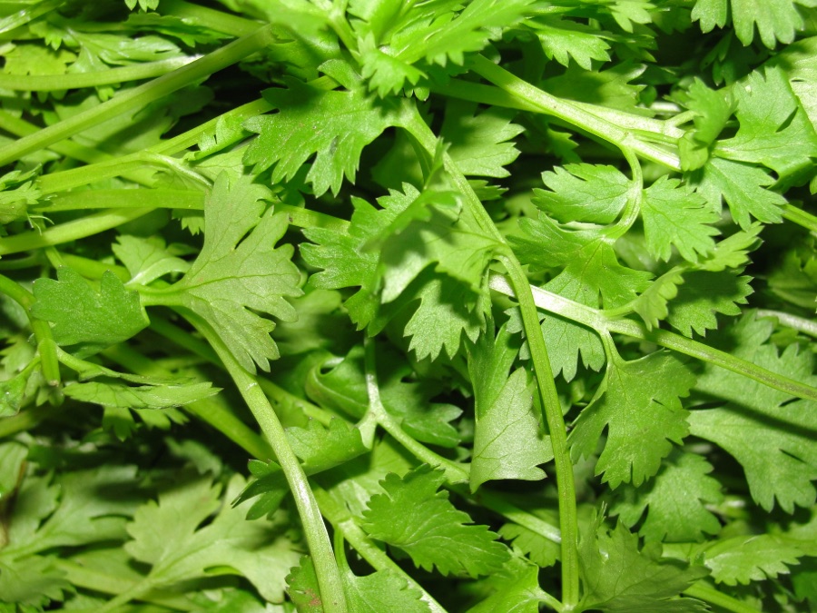 Dhanyaka — A scene of Coriander (Coriandrum sativum) leaves