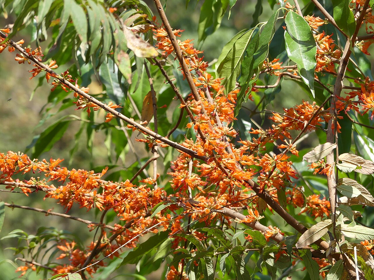 Dhataki — Woodfordia fruticosa