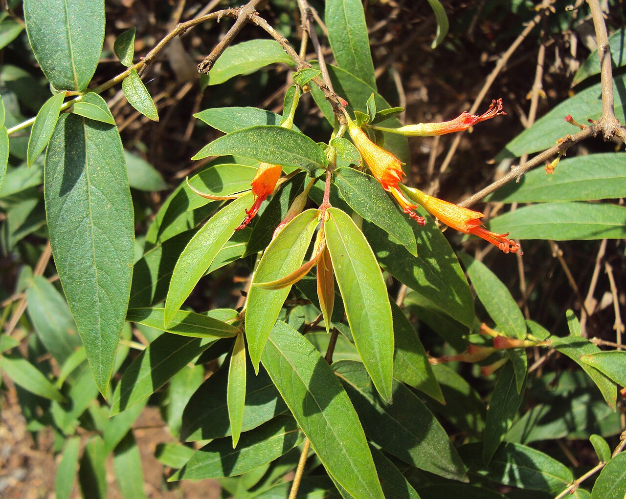 Dhataki — താതിരി. Taken from Botanical garden of Kariyavattam University Campus, Trivandrum.