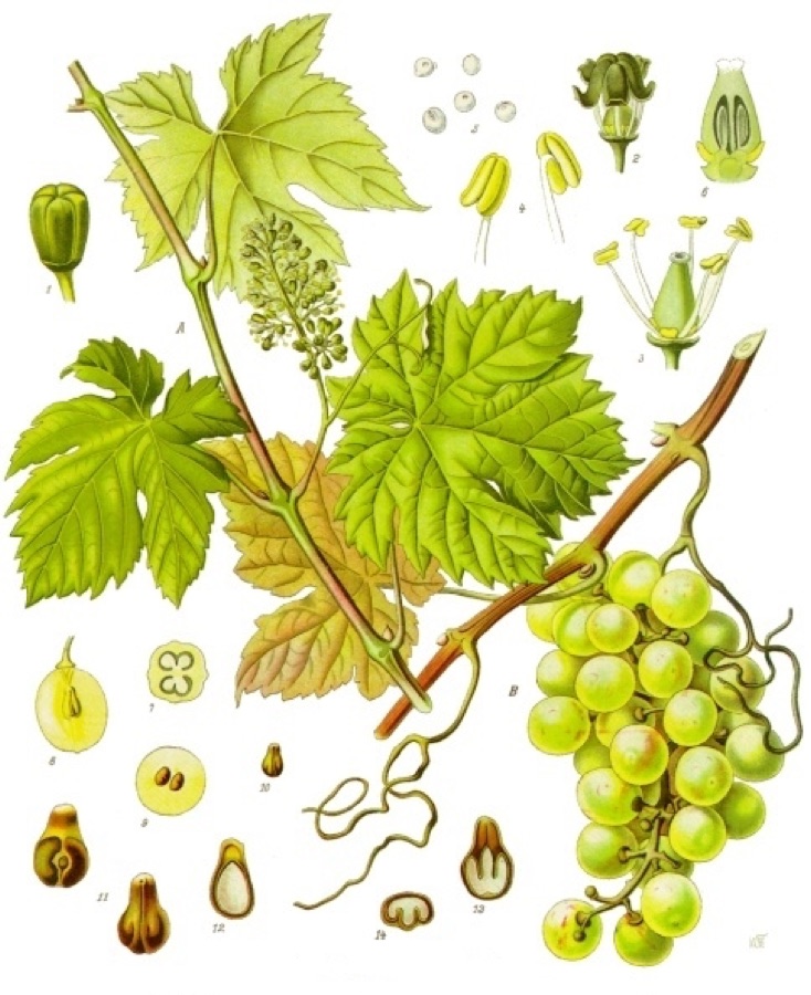 Draksha — Weinrebe. A blühender, B fruchtender Zweig in natürl. Grösse; 1 geschlossene und 2 aufgeblühte Blüthe mit abgehobener Krone, vergrössert; 3 Blüthe ohne Krone, desgl.; 4 Staubgefässe, desgl.; 5 Pollen, desgl.; 6 Stempel i