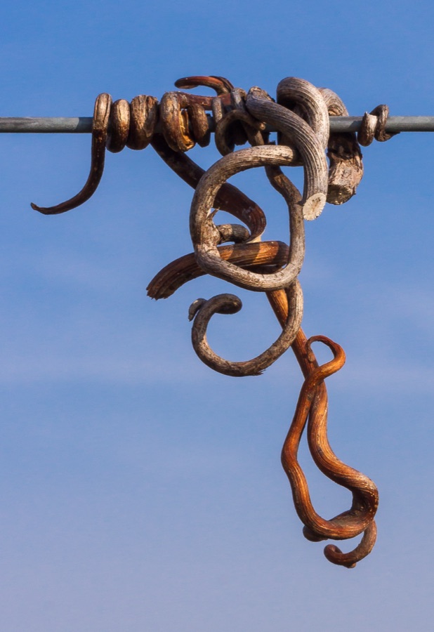 Draksha — Dried tendrils of a grape vine (Vitis vinifera) around the vineyard wire term: Tendril Title Tendril Instance of term Part of rank plant taxon: Vitis vinifera Title Vitis vinifera Instance of taxon