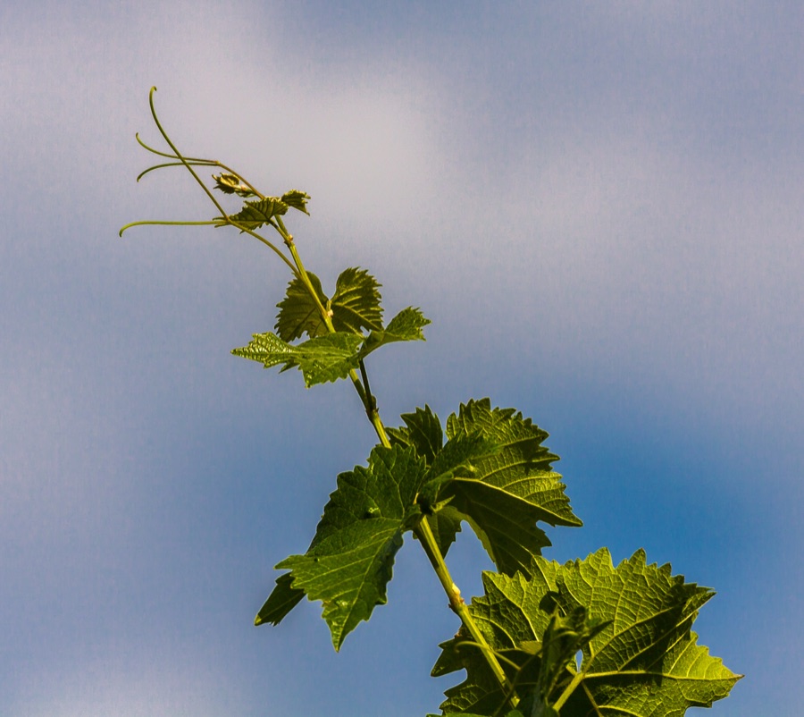Draksha — Triebspitze einer Weinrebe (Vitis vinifera)