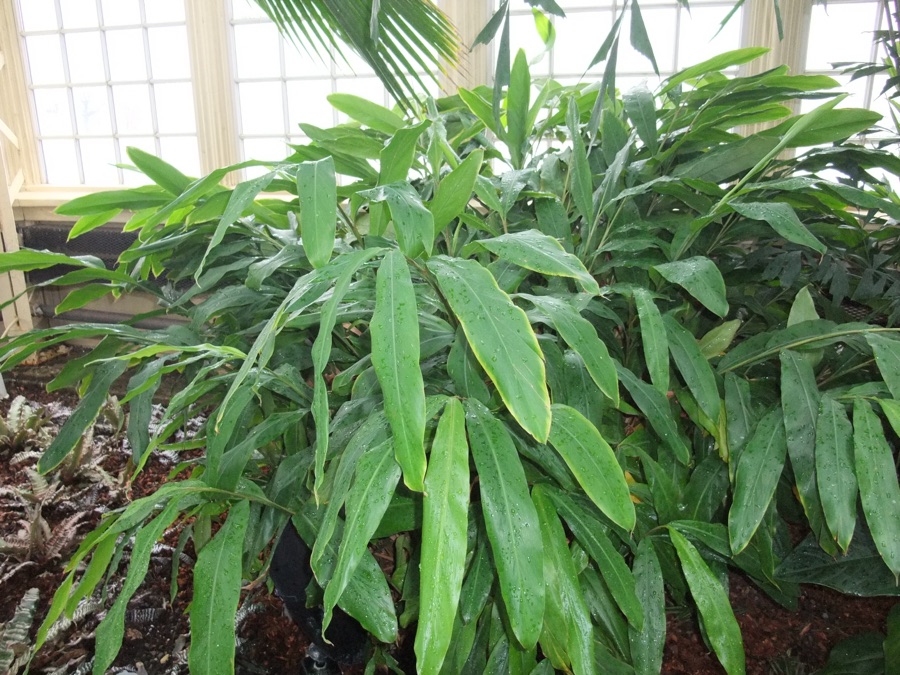 Ela — A photograph of Elettaria cardamomum.