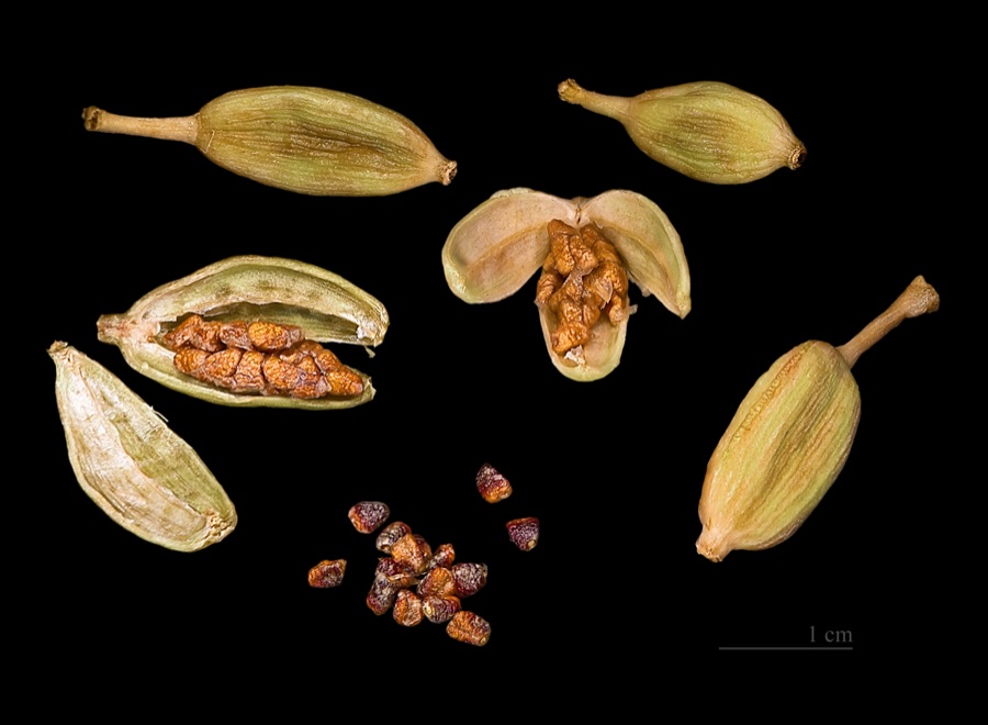 Ela — Cardamom, Capsules and seeds.