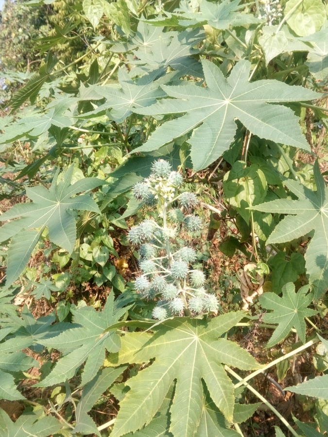 Eranda — Caster plant, important as oil seed. Medicinal properties also important.