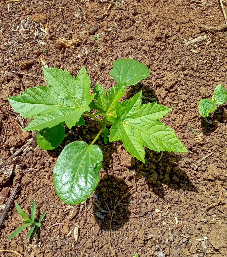 Eranda — Jeune Plant de Ricin commun