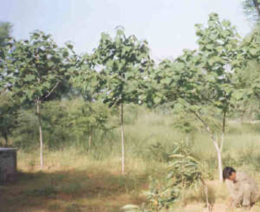 Gambhari — Gmelina arboria or Gamhar tree planting