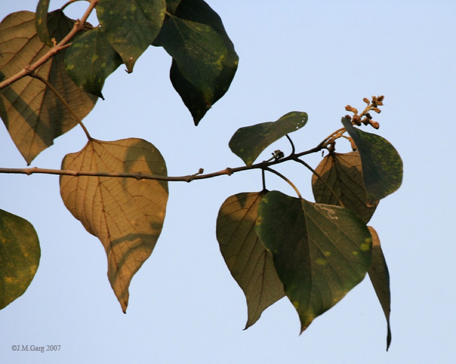 Gambhari — Gamhar or Kashmir Teak Gmelina arborea in Kolkata, West Bengal, India.