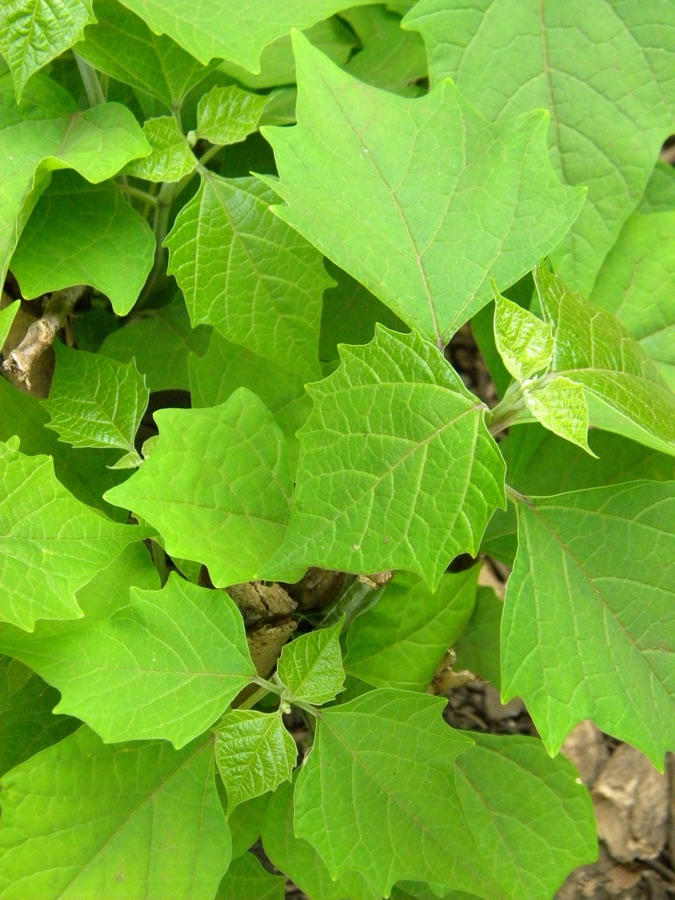 Gambhari — Gmelina arborea young leaves