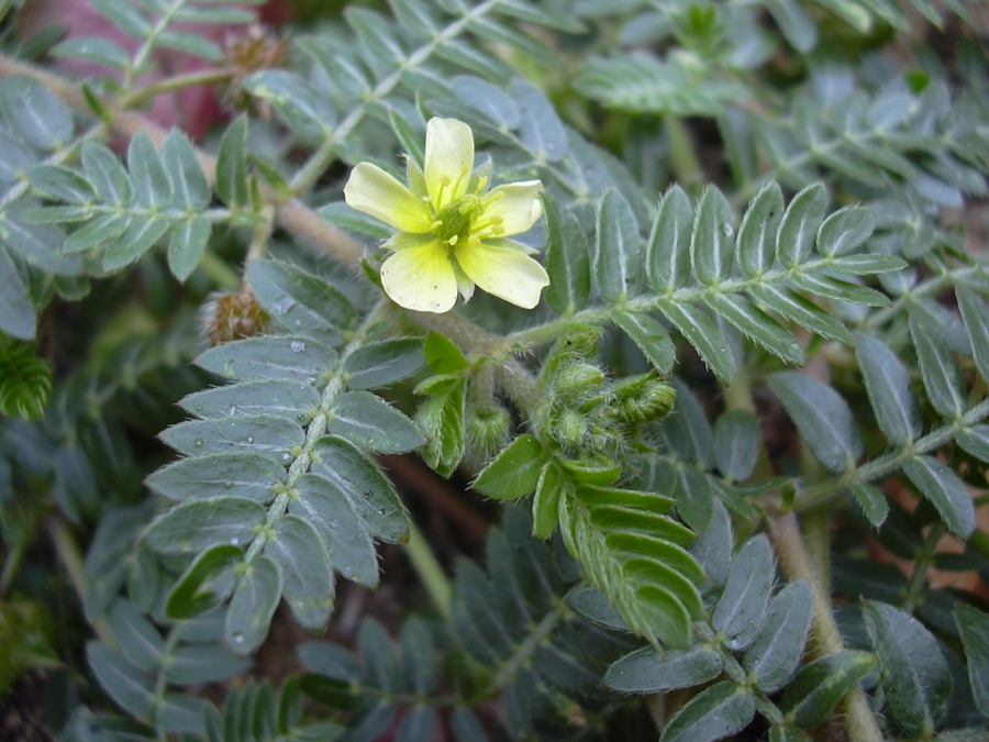 Gokshura — Tribulus terrestris (flower). Location: Maui, Kahului
