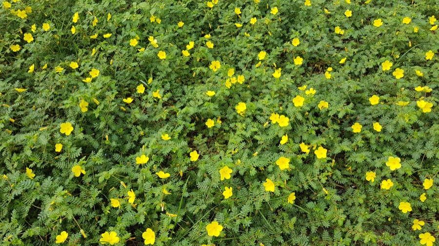Gokshura — Tribulus terrestris growing on a beach (Philippines)