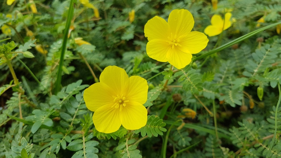 Gokshura — Tribulus terrestris growing on a beach (Philippines)