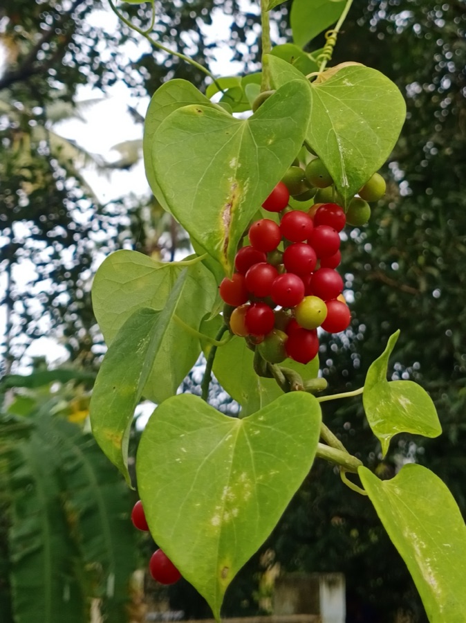 Guduchi — Fruits of Tinospora cordifolia