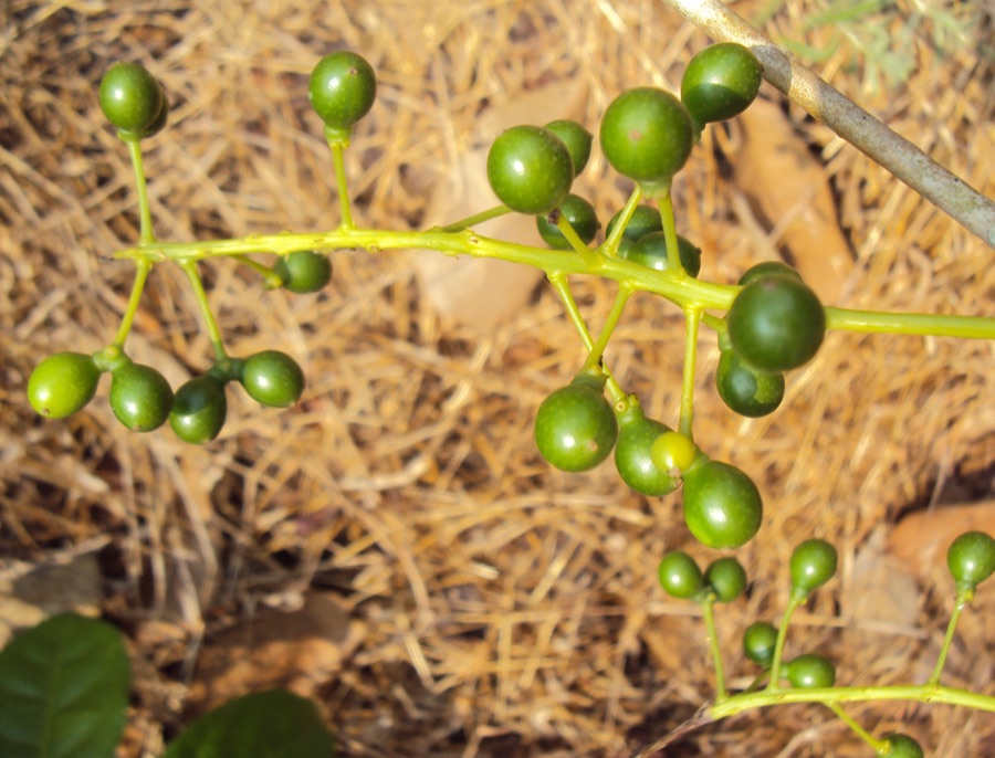 Guduchi — Tinospora cordifolia